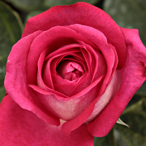 Szkółka róż - róża wielkokwiatowa - Hybrid Tea - różowy  - Rosa  Acapella® - róża z intensywnym zapachem - Hans Jürgen Evers - Jej eleganckie dwukolorowe kwiaty są wyjątkowo aromatyczne.
